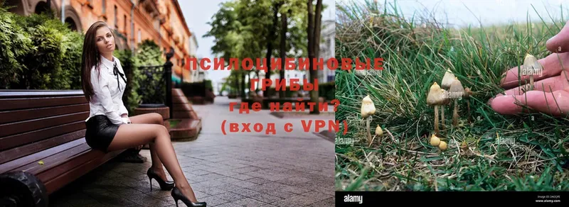 купить закладку  Карталы  Галлюциногенные грибы Psilocybe 